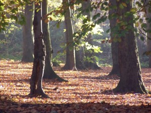 beech-trees-with-misty-backdrop-1407880